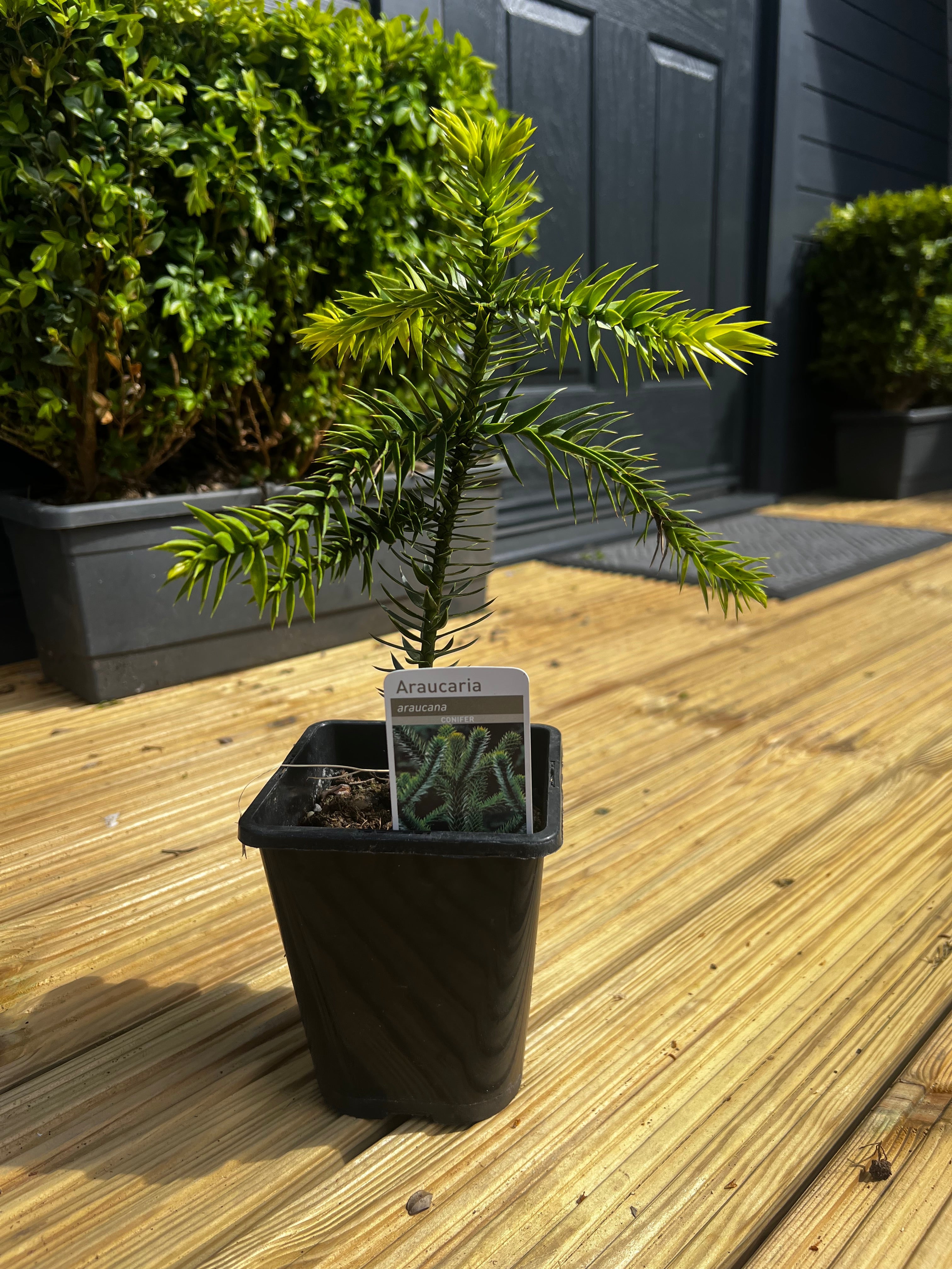 Monkey Puzzle Tree 4 year old tree in a lots of new growth