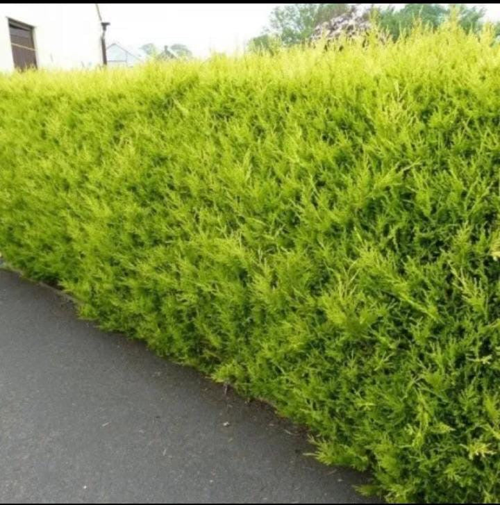 40x3ft Golden Leylandii Evergreen Hedging Plants 2lt