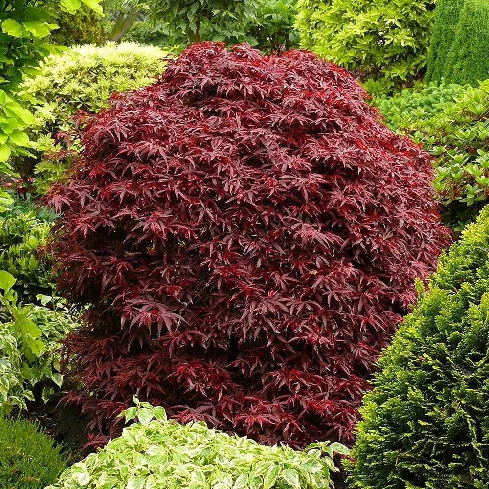 Acer palmatum Shaina - Japanese Maple Tree | Large Outdoor Garden Ready Plant in Pot (50-70cm Incl. Pot)