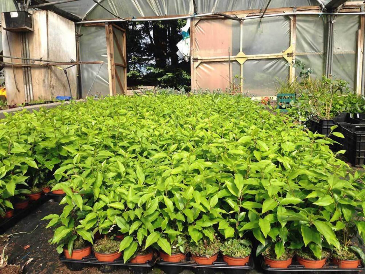 50 Portuguese Laurel Hedging Prunus Lusitanica 40-50cm, Evergreen Hedging Plants