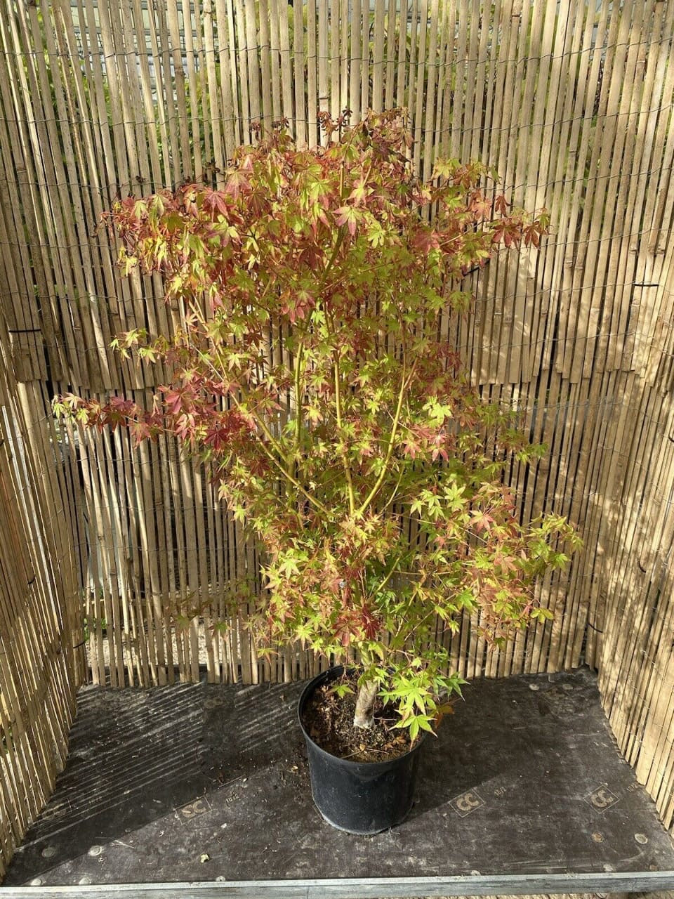 Acer palmatum Katsura 7.5L 120-150cm plant