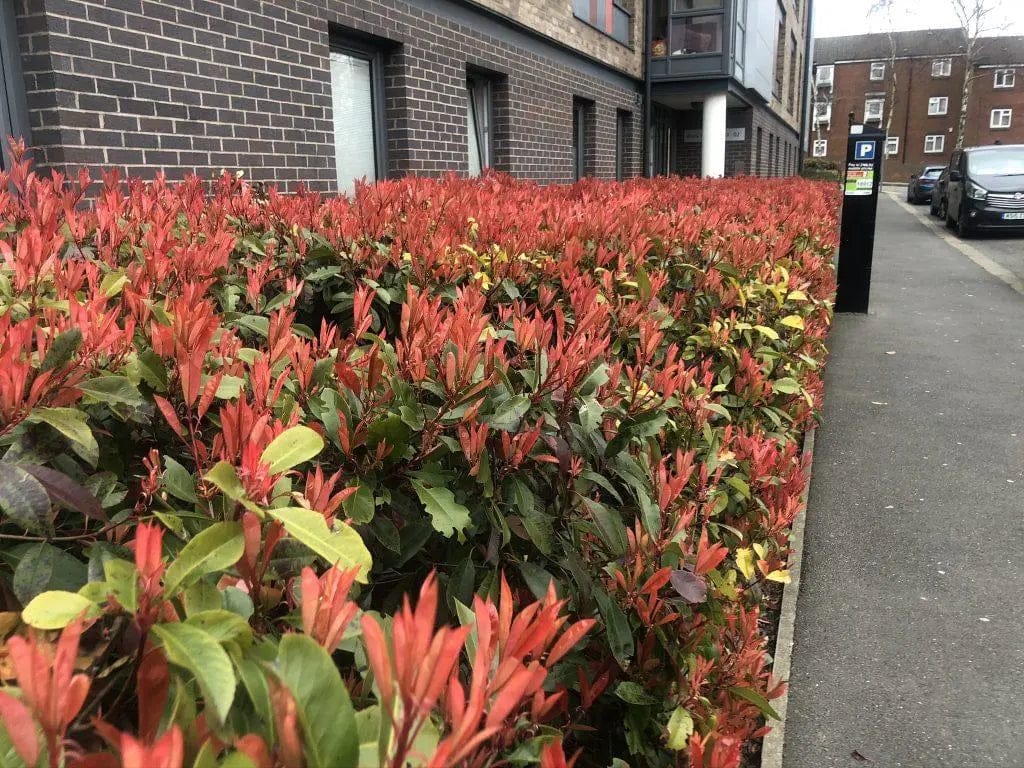 15 Red Robin Hedging – Photinia Fraseri Red Robin 50-70cm Pot Grown