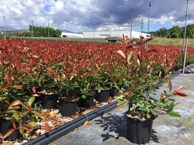 220 Photinia Red Robin Hedging Plants 35-45cm Bushy Evergreen Hedge Shrubs