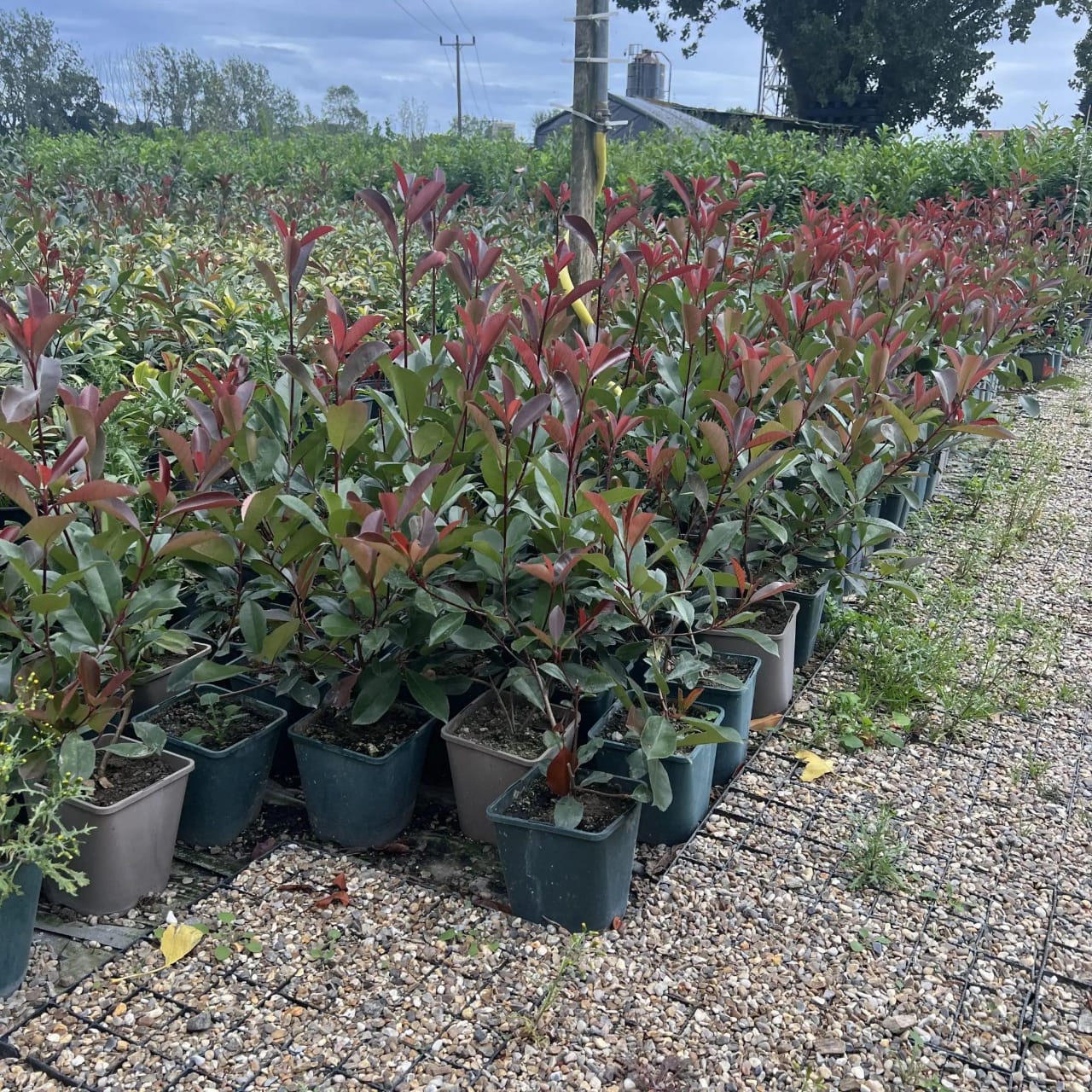 220 Photinia Red Robin Hedging Plants 35-45cm Bushy Evergreen Hedge Shrubs