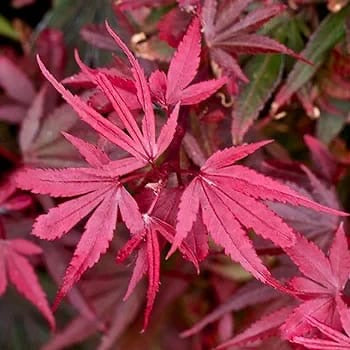 Acer palmatum Shaina - Japanese Maple Tree | Large Outdoor Garden Ready Plant in Pot (50-70cm Incl. Pot)