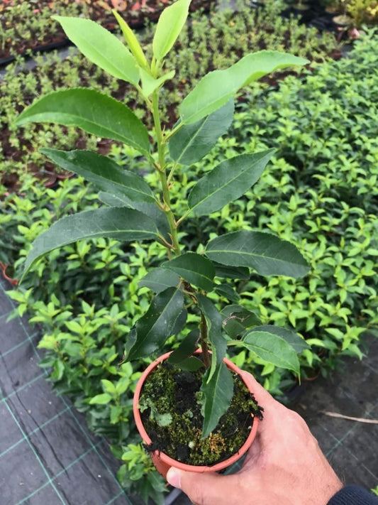 10 Portugal Portuguese Laurel Hedging in Pots apx 35-50cm tall Prunus Lusitanica