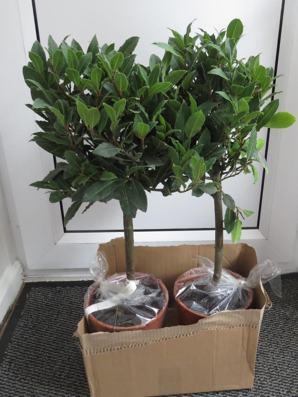 Bay Tree, Pair of Standard Trees, 80cm Tall, Evergreen Easy to Grow Cooking Herb