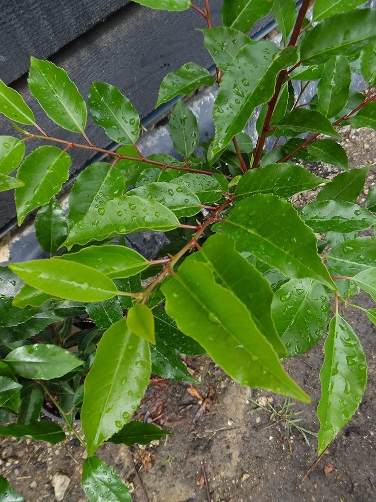 10 Portuguese Laurel (Prunus lusitanica) 5L Pot, 80-100cm (2.6-3.3ft) in Height Evergreen Hedging Shrubs Plants