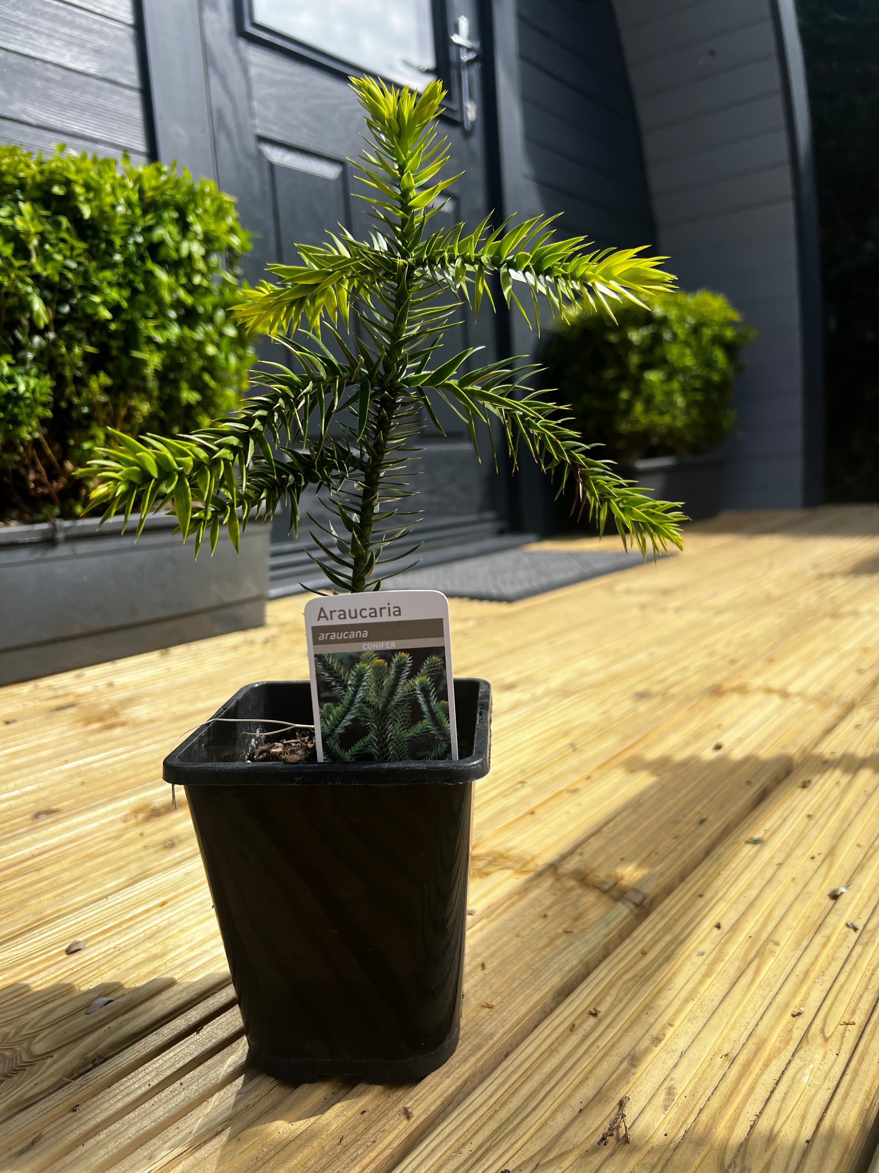 Monkey Puzzle Tree 4 year old tree in a lots of new growth