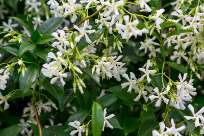 Star Jasmine Plants / Trachelospermum Jasminoides in 9cm Pot