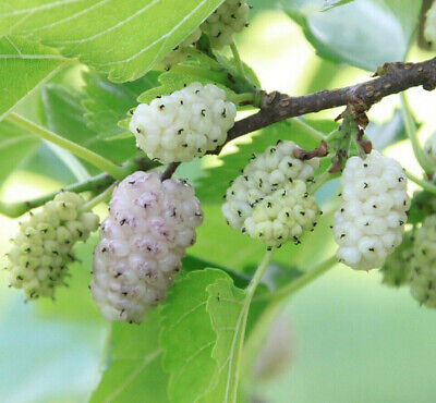 White Mulberry 20 Seeds (Morus Alba)