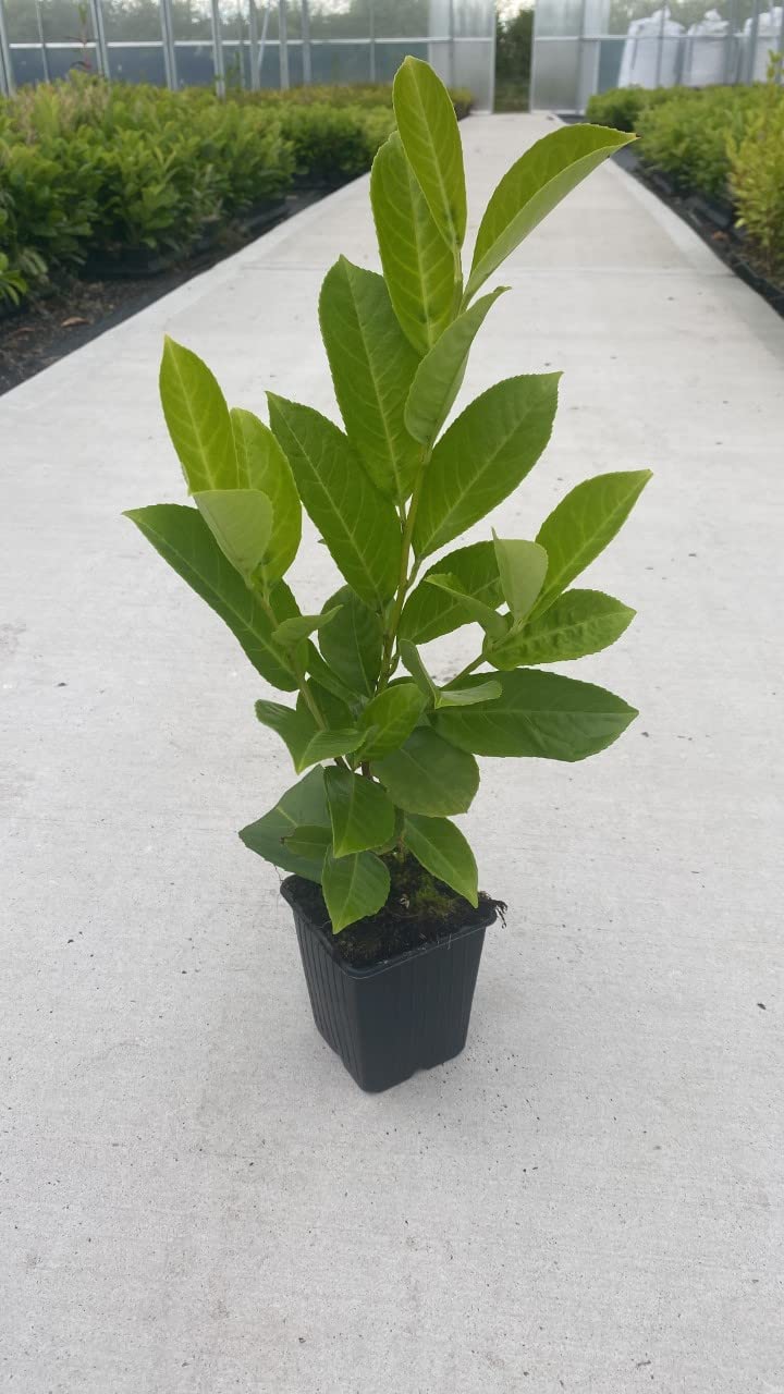 (1.5-2ft) tall Cherry Laurel Hedging