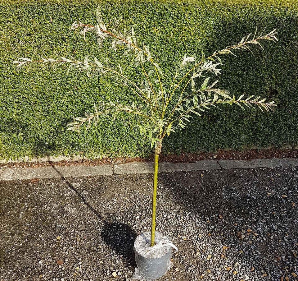 Salix Flamingo Willow Tree Plant Standard 'Hakuro-nishiki' Winter Hardy 3L Pot