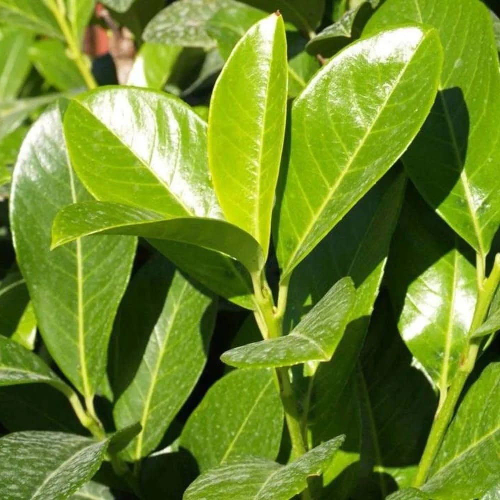 Cherry Laurel Hedging Plants Large 2-3ft Pack of 5 Supplied in 2 Litre Pots