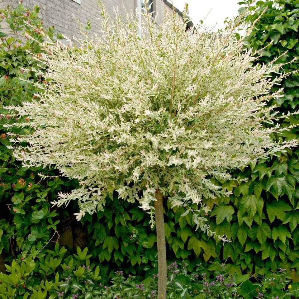 Salix Flamingo Willow Tree Plant Standard 'Hakuro-nishiki' Winter Hardy 3L Pot