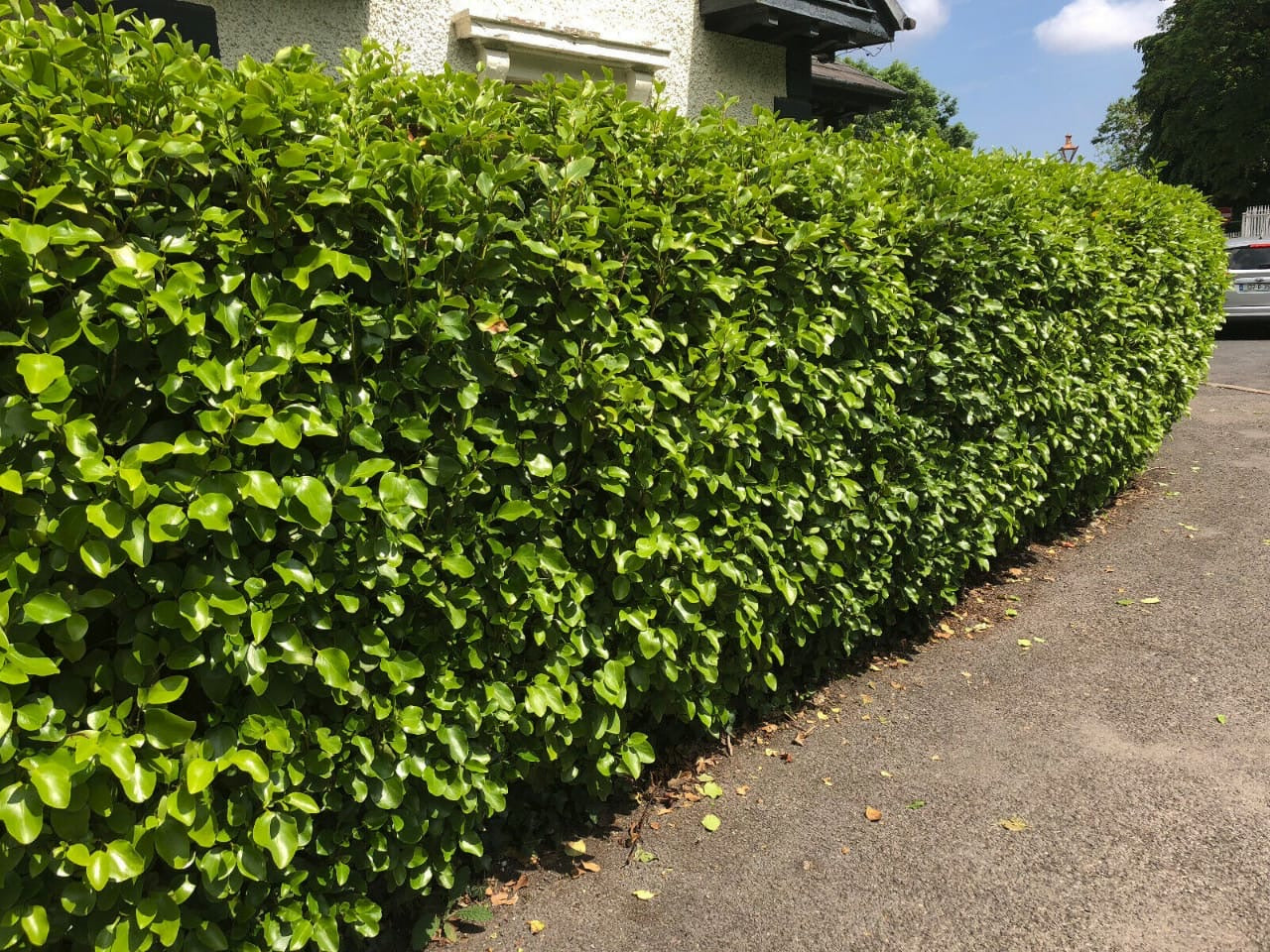 5xGriselinia Littoralis Hedging Plants 2-3ft Evergreen Fast Growth 10cm Pots.