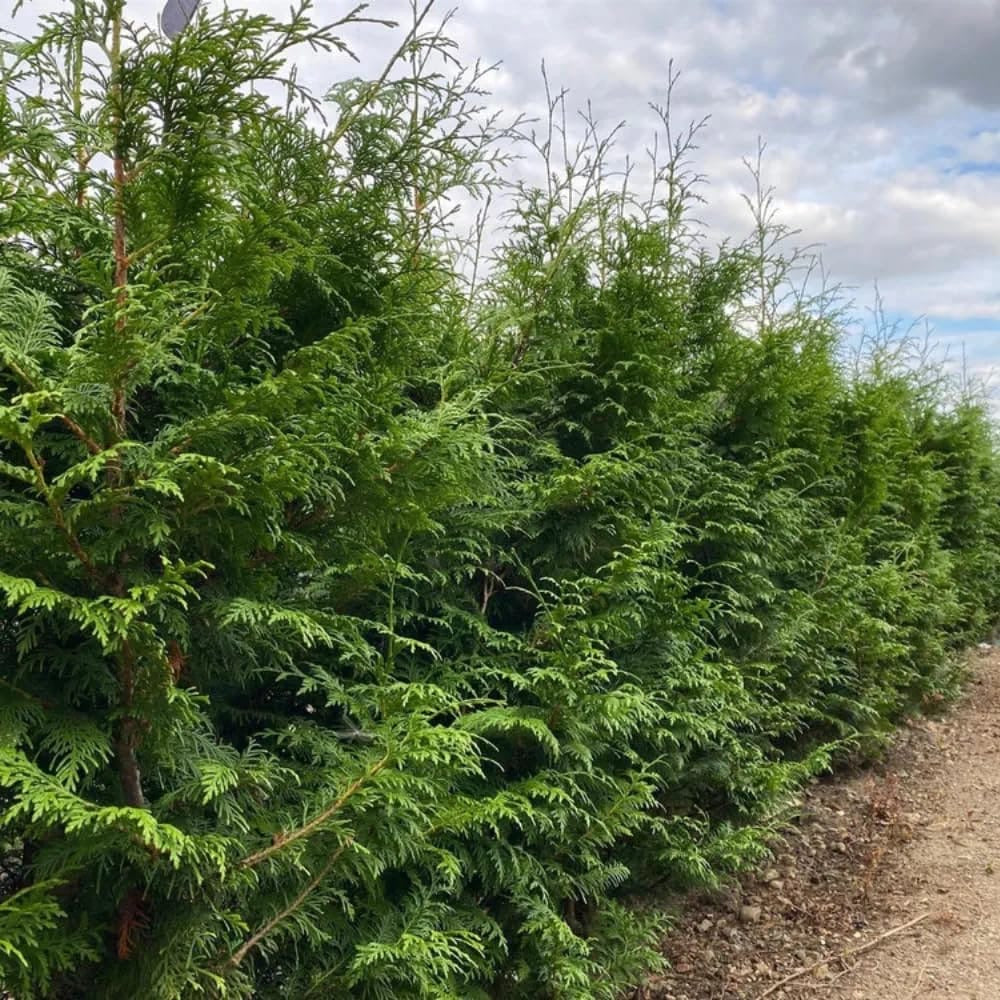 Thuja Plicata Gelderland Western Red Cedar 5-6ft Supplied in 3 Litre Pots