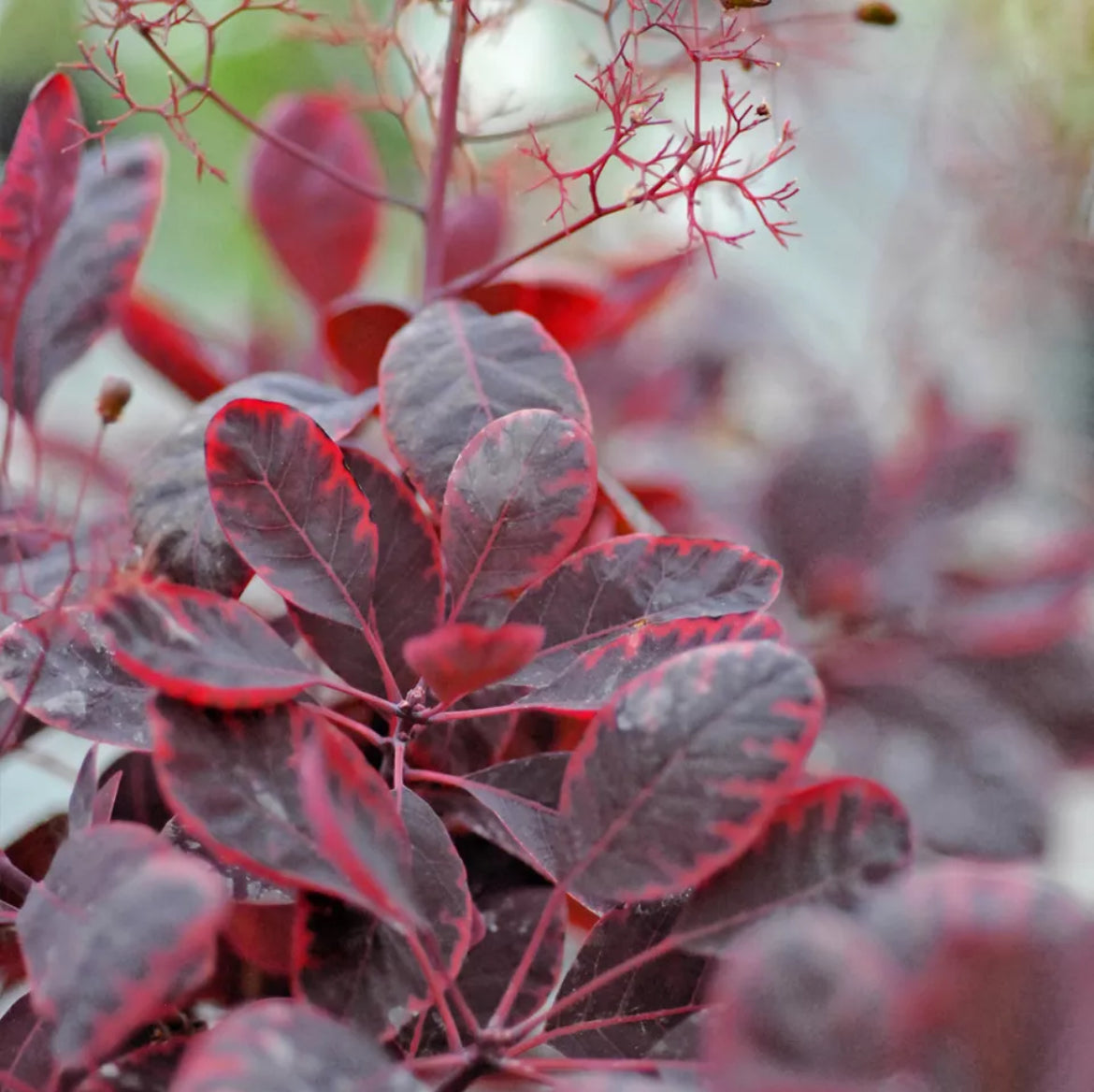 Cotinus Hardy Shrub Deciduous Garden Plant Royal Purple 3.6 Pots