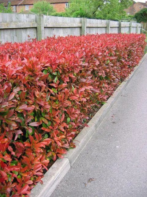 15 Red Robin Hedging – Photinia Fraseri Red Robin 50-70cm Pot Grown