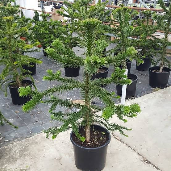 Monkey Puzzle Tree 3 year old tree in a 1L Pot BUNDLE OF 3