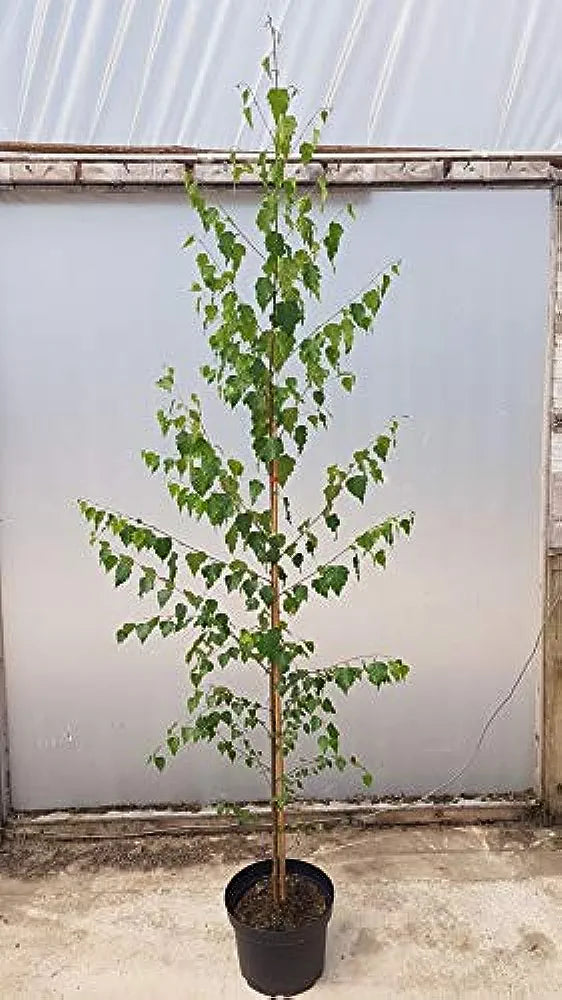 Betula Pendula | Silver Birch | Ornamental Garden Tree | 6ft+