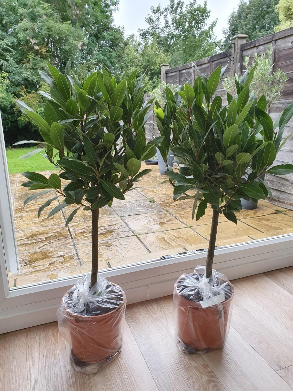 Bay Tree, Pair of Standard Trees, 80cm Tall, Evergreen Easy to Grow Cooking Herb