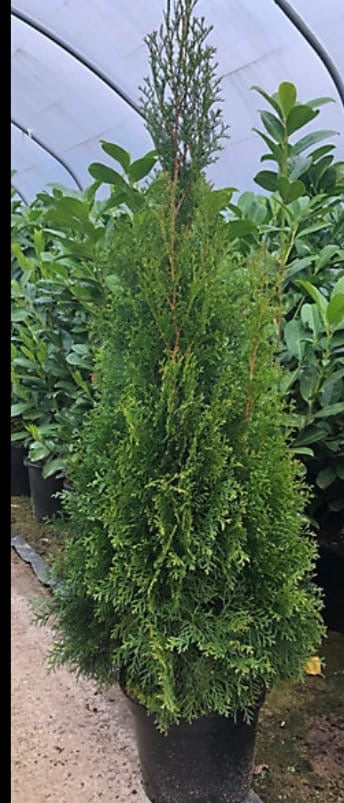 Thuja Plicata Gelderland Western Red Cedar 5-6ft Supplied in 3 Litre Pots