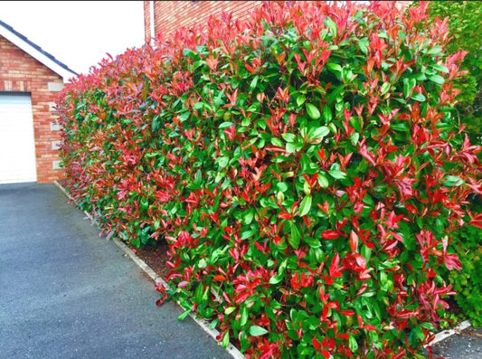 70 Christmas Berry / Photinia fraseri 'Red Robin' 30-40CM Tall in 9cm pots