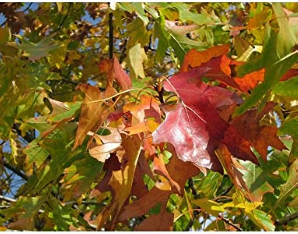 Quercus rubra/Red Oak Tree - UK Grown - Amazing Autumn Colours 60/80cm