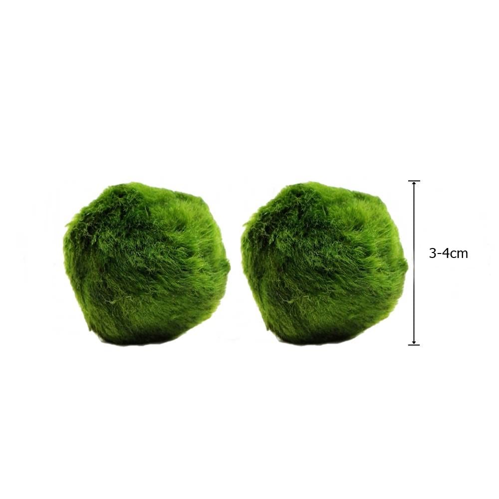 6 Aquatic Marimo Moss Balls