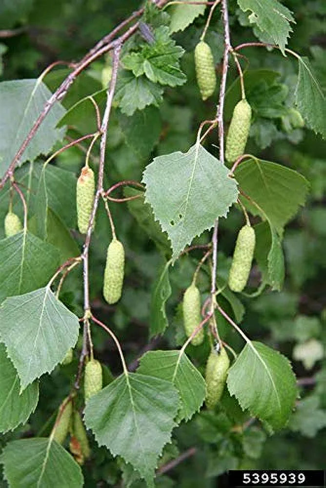 Betula Pendula | Silver Birch | Ornamental Garden Tree | 6ft+