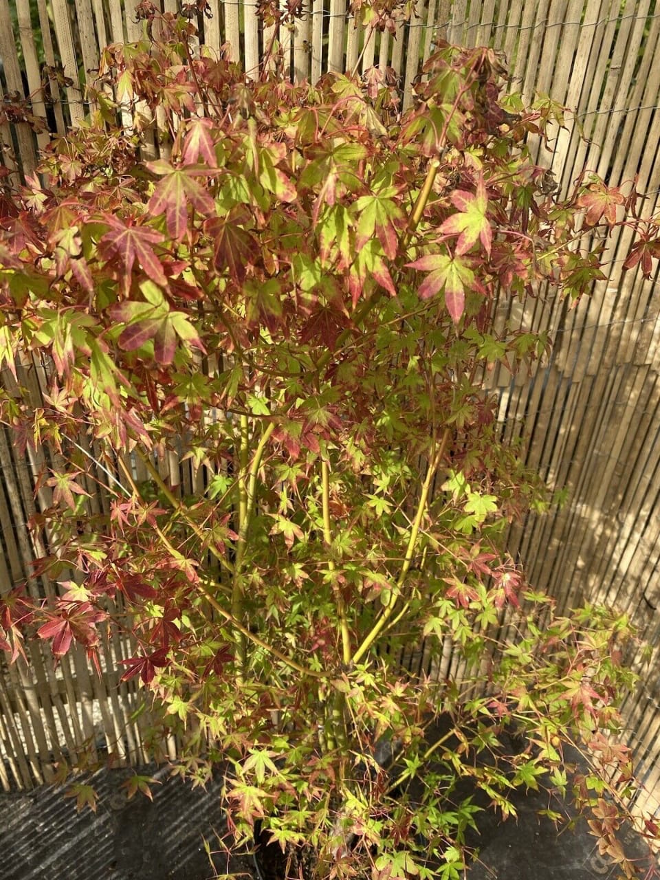 Acer palmatum Katsura 7.5L 120-150cm plant