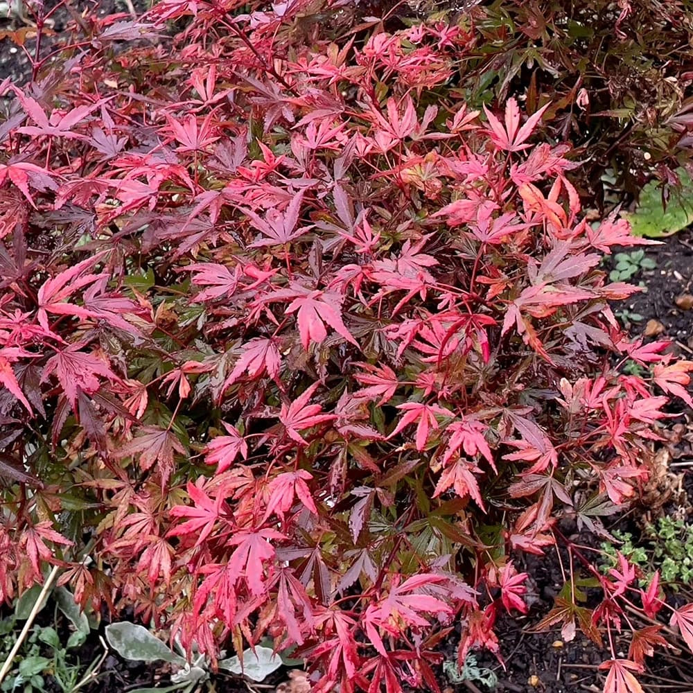 Acer palmatum Shaina - Japanese Maple Tree | Large Outdoor Garden Ready Plant in Pot (50-70cm Incl. Pot)