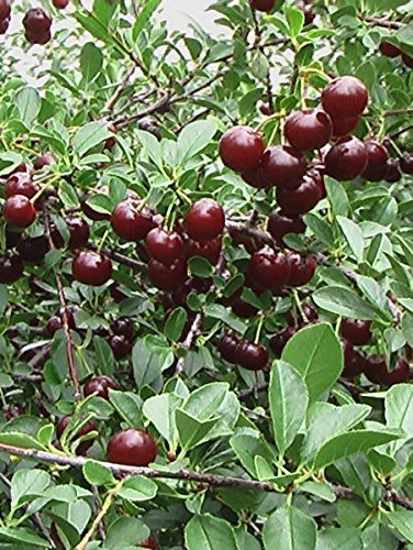 Cherry Carmine Jewel Dwarf Bush Cherry 9cm Pot