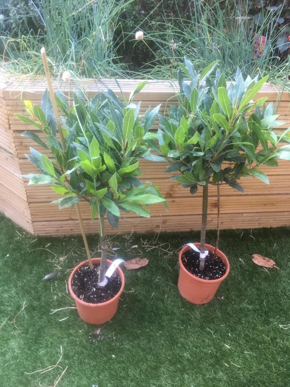 Bay Tree, Pair of Standard Trees, 80cm Tall, Evergreen Easy to Grow Cooking Herb