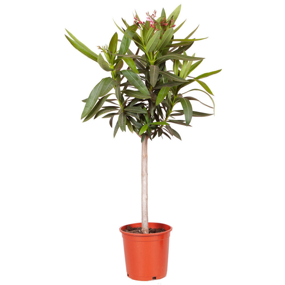 Premium Oleander Bush in 15cm pot