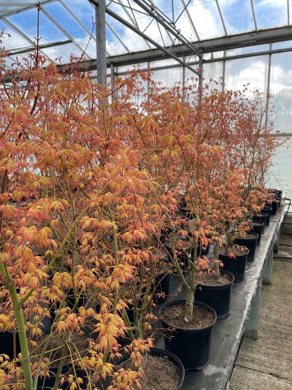 Acer palmatum Katsura 7.5L 120-150cm plant