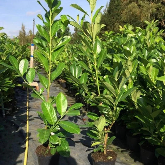 Cherry Laurel Hedging Plants Large 2-3ft Pack of 5 Supplied in 2 Litre Pots