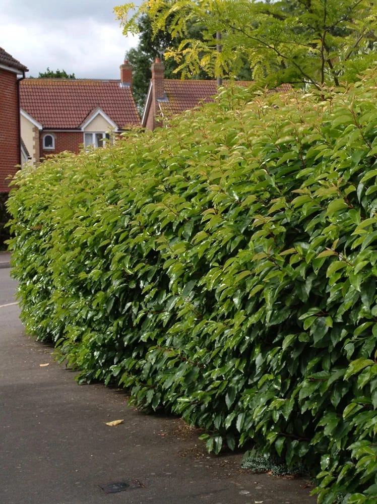 10 Portuguese Laurel (Prunus lusitanica) 5L Pot, 80-100cm (2.6-3.3ft) in Height Evergreen Hedging Shrubs Plants