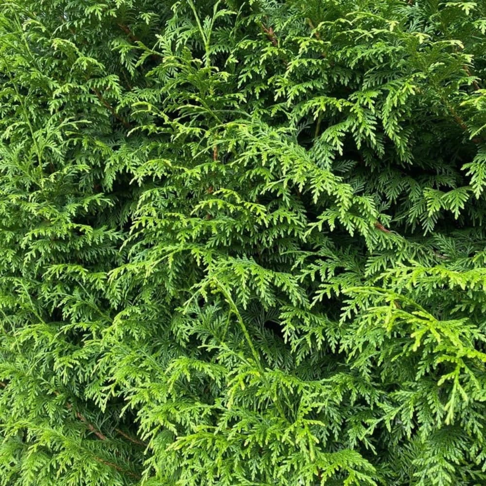 Thuja Plicata Gelderland Western Red Cedar 5-6ft Supplied in 3 Litre Pots