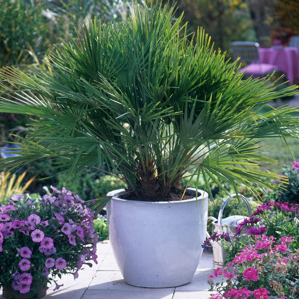 1 x Hardy Fan Palm Chamaerops humilis 60-80cm Tall Bushy plant