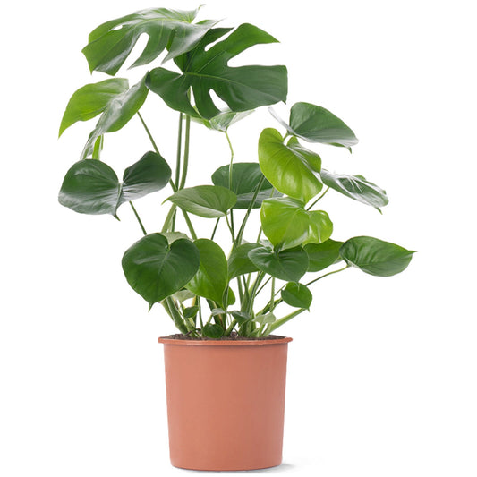 Swiss Cheese Plant Monstera Deliciosa House Plants Evergreen Indoor Plant in Pot 70-80CM