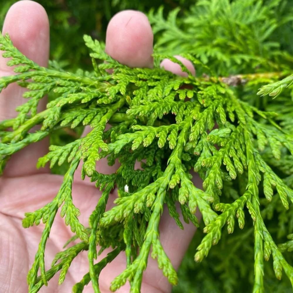 Thuja Plicata Gelderland Western Red Cedar 5-6ft Supplied in 3 Litre Pots