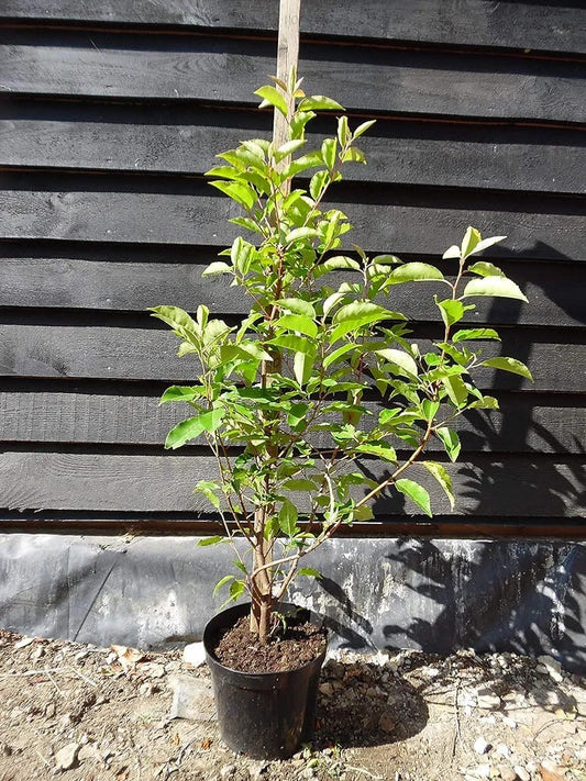 5 Portuguese Laurel (Prunus lusitanica) 5L Pot, 80-100cm (2.6-3.3ft) in Height Evergreen Hedging Shrubs Plants