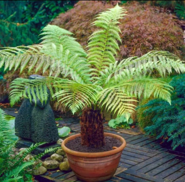 Tree Fern (Dicksonia antarctica) log - 0.5 foot potter