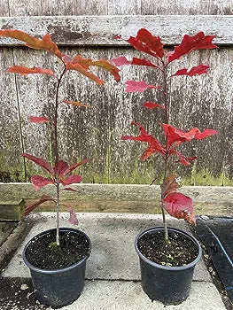 Quercus rubra/Red Oak Tree - UK Grown - Amazing Autumn Colours 60/80cm