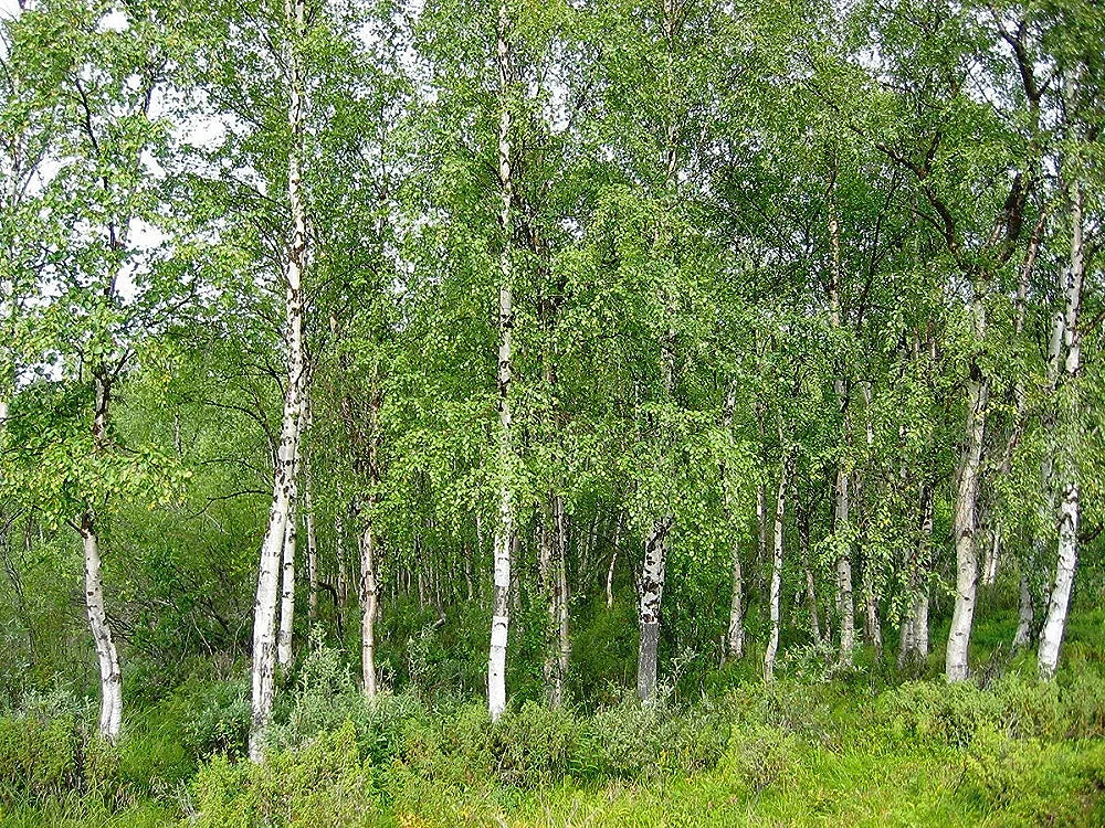 Betula Pendula | Silver Birch | Ornamental Garden Tree | 6ft+