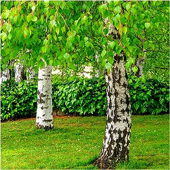 Silver Birch Tree 4-5ft Tall in 2L Pot, Stunning Winter Colour, Betula Pendula Plants 3fatpigs®