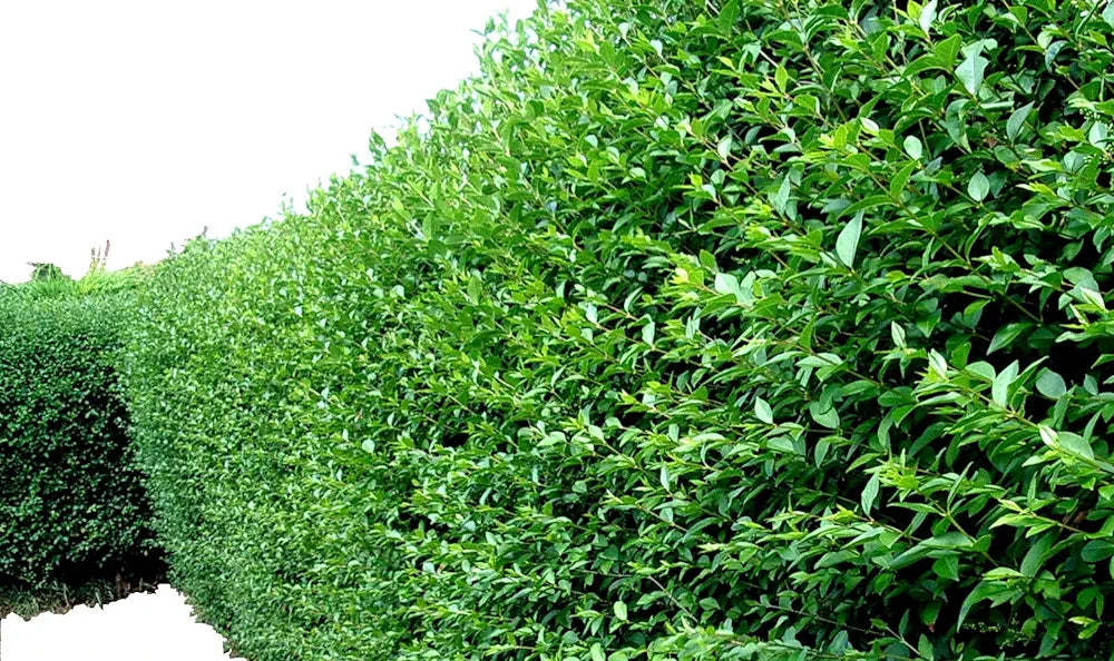 10 Green Privet Hedging Plants Ligustrum Hedge 20-40cm in 10cm Pots