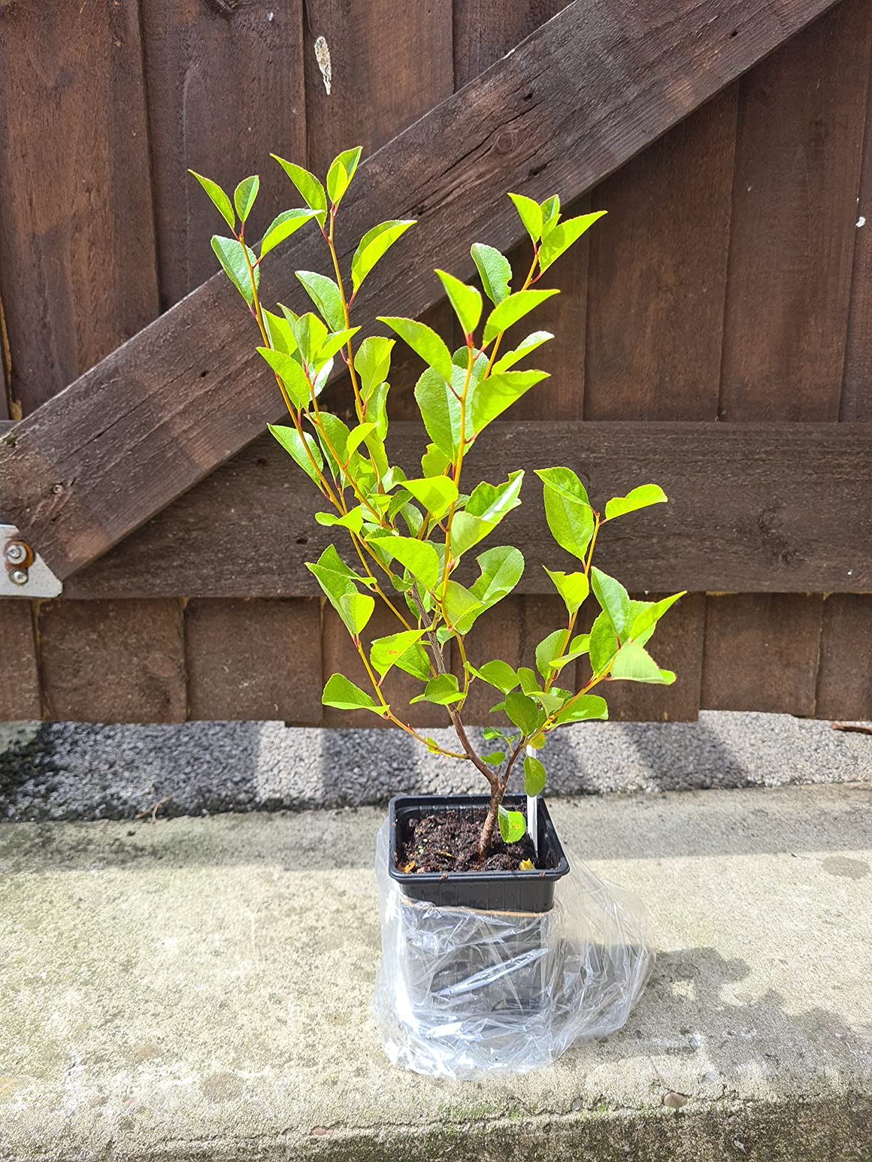 Cherry Carmine Jewel Dwarf Bush Cherry 9cm Pot